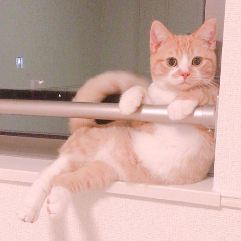 Meet your Posher, Yu